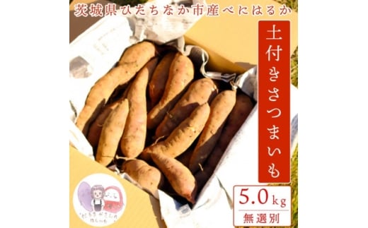 ＜先行受付/11月下旬～発送＞(訳あり)茨城県産 熟成貯蔵 さつまいも 紅はるか 土付5kg(箱込)【1631631】