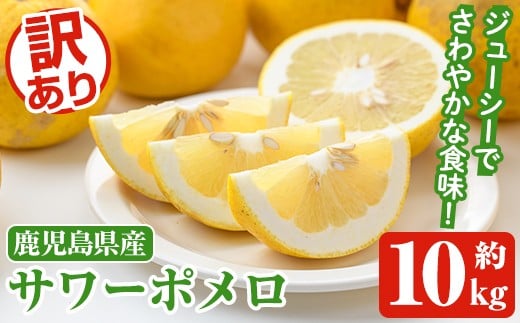 ＜先行予約受付中！2026年1月以降順次発送予定＞訳ありサワーポメロ(約10kg) 国産 果物 フルーツ 柑橘 甘味 酸味 デザート おやつ【松永青果】akn053-16