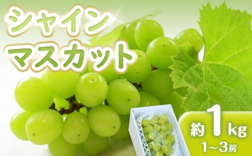 先行予約 シャインマスカット 1kg　(1～3房)【香川県産 大粒 種なし 葡萄 ぶどう フルーツ 国産 旬の採れたて  数量限定】 2023585 - 香川県さぬき市