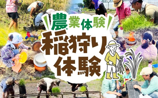 【農業体験】稲刈り体験 米作り 手作業 無農薬 体験 お米 米 親子 イベント 自然 自然体験