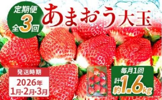 【3回定期便】 期間限定 いちご あまおう 苺 イチゴ 1.6kg あまおう（大玉）、2パック×3回（1月、2月、3月）定期便 【2026年1月～3月中に順次発送】 ※北海道・沖縄・離島は配送不可 大木町産 おおきベリー CT001