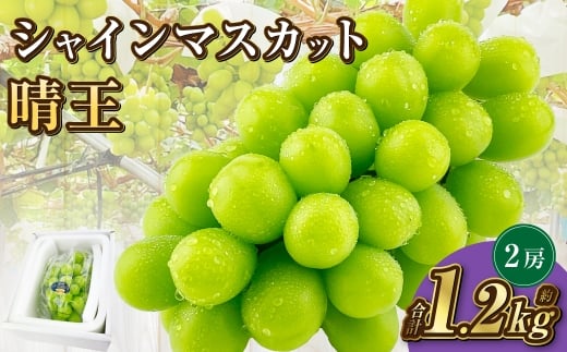 岡山県産 シャインマスカット 晴王 2房 約1.2kg【2025年9月上旬-10月下旬 発送予定】｜種無し 皮ごと食べる 旬の美味しさ フレッシュ 先行予約 ハレノフルーツ 1521041 - 岡山県倉敷市