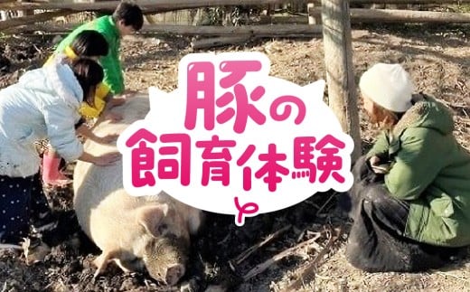 豚の飼育体験(1回) 豚 体験 ふれあい