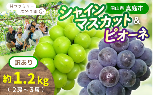 【訳あり】岡山県産 林ファミリーのシャインマスカット&ピオーネ 約1.2kg（約2～3房） 【2025年先行予約】 / 岡山 真庭 食べ比べ シャインマスカット ピオーネ 葡萄 ぶどう ブドウ 果物 フルーツ 新鮮 濃厚 人気 数量限定 お買い得 家庭用 ぶどう専門  (2025年9月上旬～発送予定)