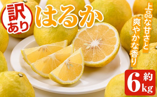 ＜先行予約受付中！2026年2月以降順次発送予定＞訳ありはるか(約6kg) 国産 鹿児島県産 果物 フルーツ 柑橘 みかん はるか【松永青果】akn053-40