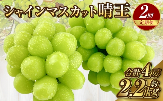 【定期便 全2回／2025年9・10月発送】 岡山県産シャインマスカット 晴王 2房 約1.1kg｜2回定期便 9月・10月に1回づつお届け 種無し 皮ごと食べる 旬の美味しさ フレッシュ 先行予約 ハレノフルーツ 1521049 - 岡山県倉敷市