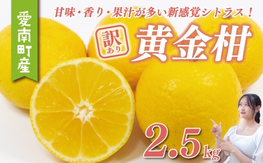 黄金柑 2.5kg サイズミックス 7000円 みかん おうごんかん ゴールデンオレンジ 高級 希少 人気 ブランド 柑橘 果物 フルーツ 数量限定 期間限定 産地直送 国産 農家直送 特産品 お取り寄せ ギフト プレゼント mikan 蜜柑 ミカン 甘い 糖度 おいしい 果汁 さわやか 果樹園みどり 愛南町 愛媛県