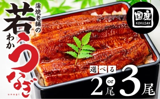 国産若うなぎ 2尾〜3尾 選べる 老舗 国産うなぎ セット 詰め合わせ 蒲焼 ウナギ 2尾 3尾 うなぎ 鰻 ウナギ unagi 土用 丑の日 国産 国産うなぎ 若うなぎ カネナカ うなぎのカネナカ 蒲焼 タレ付 長焼 お祝い 誕生日 お歳暮 お中元 高級 プレゼント ギフト