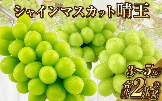 岡山県産 シャインマスカット 晴王 約2kg（3～5房）【2025年9月上旬-10月下旬 発送予定】｜種無し 皮ごと食べる 旬の美味しさ フレッシュ 先行予約 人気商品 ハレノフルーツ 1521044 - 岡山県倉敷市