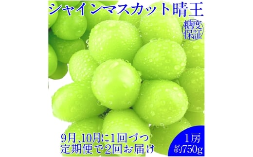 【2回定期便】シャインマスカット 晴王 １房 約750g ２回 定期便 9月・10月に1回ずつ発送 おすすめ 人気【岡山県産 種無し 皮ごと食べる みずみずしい 甘い フレッシュ 9月～10月発送 晴れの国 おかやま ぶどう 葡萄 マスカット 果物大国 彩美菜果 岡山県 倉敷市 おすすめ 人気】 1594842 - 岡山県倉敷市