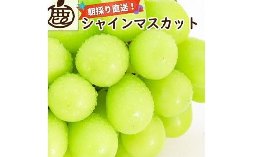 シャインマスカット 約1.2kg【朝採り】【フルーツ・果物】【そのまま食べられる】
