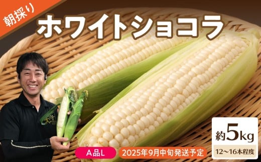 《先行受付》朝採りホワイトショコラ約5kg・A品L・12～16本程度 【2025年9月中旬～発送予定】【山形とうもろこし・大江町産・明石農園】【027-006】
