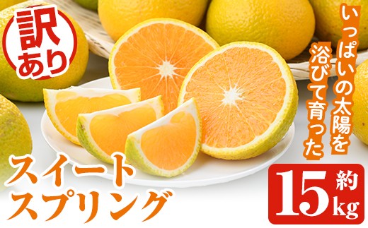 ＜先行予約受付中！2025年12月中旬以降順次発送予定＞訳ありスイートスプリング(約15kg) 鹿児島県 阿久根市 フルーツ 果物 デザート 柑橘 甘味 果肉 果汁【松永青果】akn053-41