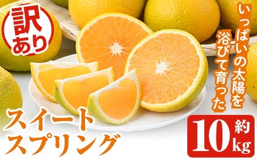 ＜先行予約受付中！2025年12月中旬以降順次発送予定＞訳ありスイートスプリング(約10kg) 鹿児島県 阿久根市 フルーツ 果物 デザート 柑橘 甘味 果肉 果汁【松永青果】akn053-11