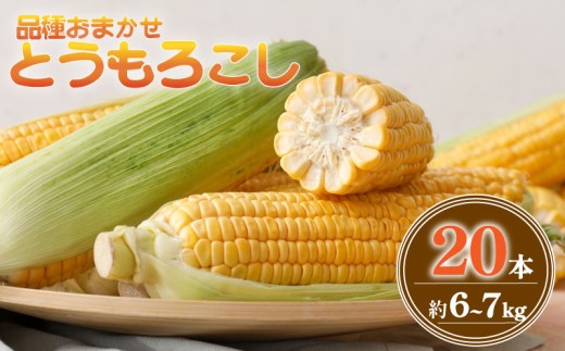 とうもろこし 20本 約6～ 7kg 品種 おまかせ 数量限定 期間限定 ゴールドラッシュ おおもの ジューシー 甘い シャキシャキ 黄色い トウモロコシ コーン 茹で 焼き コーンスープ オススメ 旬 野菜 夏野菜 冷蔵 発送 送料無料 産地直送 千葉県 旭市 株式会社勘兵衛 knb002