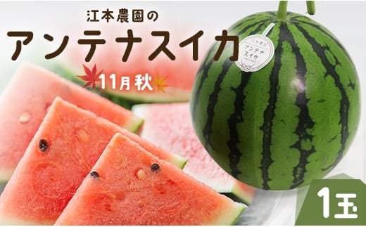 【先行受付】【期間限定】江本農園の11月秋アンテナスイカ1玉 - すいか スイカ 高知県産 西瓜 すいか 産地直送 スイカ em-0017 425539 - 高知県香南市