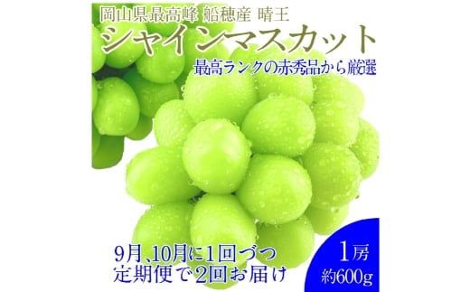 【2回定期便】 プレミアム シャインマスカット 晴王 1房 約600g 2回 定期便 9月・10月に1回ずつお届け 種無し  皮ごと食べる  フレッシュ  旬の美味しさ【シャインマスカット マスカット ぶどう 葡萄 岡山県産   種無し 皮ごと食べる みずみずしい 9月～10月お届け フレッシュ 晴れの国おかやま 果物大国 贈答品 彩美菜果 岡山県 倉敷市 おすすめ 人気 】 1594857 - 岡山県倉敷市