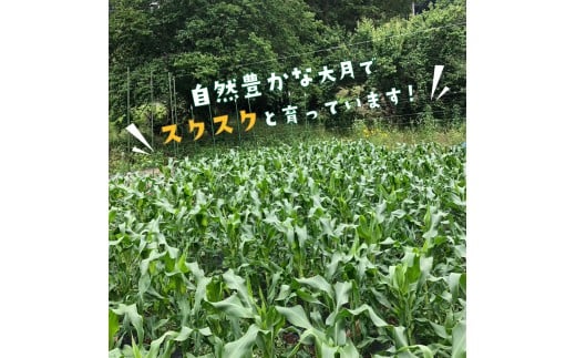 山梨県大月市のふるさと納税 【2026年収穫分先行予約】富士山 恵味ゴールド トウモロコシ　10本
