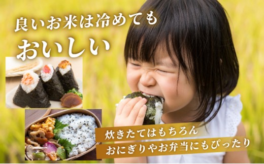 ❨即日発送!!❩ さがびより 精米済み 20kg 先行予約》《2026年1月発送》 令和7年産 さがびより（精米）20