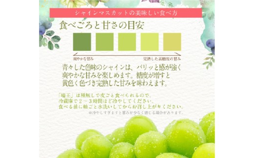 シャインマスカット 晴王 2房 約1.2kg 3回定期便