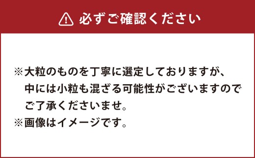 熊本県産 大粒 冷凍 ブルーベリー 1.5kg（500g×3パック）