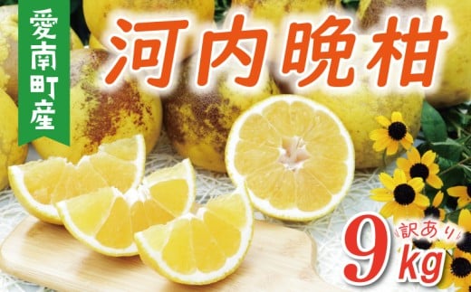 先行予約 数量限定 訳あり 河内晩柑 樹齢 30年以上 9kg ( サイズ ミックス ) 7000円 みかん mikan 蜜柑 ミカン わけあり かわちばんかん 愛南ゴールド あいなん ゴールド 文旦 派生 グレープフルーツ 和製 産地直送 国産 農家直送 期間限定 特産品 ゼリー ジュース アイス 等に 人気 さわやか 甘い フルーツ 果物 柑橘 蜜柑 規格外 果樹園みどり 愛南町 愛媛県
