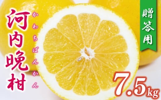 贈答用 河内晩柑 樹齢 30年以上 7.5kg ( サイズ おまかせ ) 13000円 みかん mikan 蜜柑 ミカン かわちばんかん 愛南ゴールド あいなん ゴールド 文旦 派生 グレープフルーツ 和製 産地直送 国産 農家直送 期間限定 数量限定 特産品 ゼリー ジュース アイス 等に 人気 さわやか 甘い フルーツ 果物 柑橘 ギフト プレゼント 小玉 含む 果樹園みどり 愛南町 愛媛県