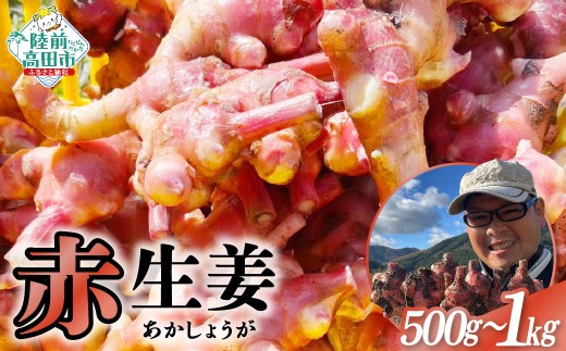 [先行予約] 希少品種 赤生姜 内容量が選べる 約500g〜1kg [ ショウガ 産地直送 新鮮 料理 野菜 薬味 岩手県 陸前高田市 ]2025年10月から発送予定