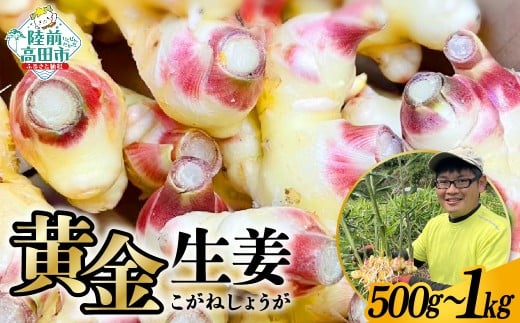 [先行予約] 黄金生姜 内容量が選べる 約500g〜1kg [ ショウガ 産地直送 新鮮 料理 野菜 薬味 岩手県 陸前高田市 ]2025年10月から発送予定