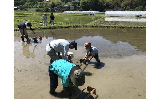 曽爾 水田サポーター制度 繋（つなぎ）​田植えコース ​( 2026年度お申込み用 ) // 田んぼオーナー お米オーナー 景観保護 米作り 水田作業 田植え 交流会 玄米3kg 体験 経験 