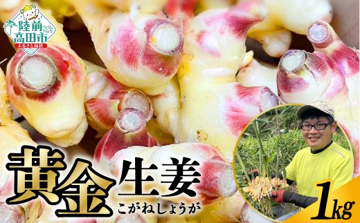 【先行予約】 陸前高田市産 黄金生姜 約1kg 【 ショウガ 産地直送 新鮮 料理 野菜 薬味 岩手県 陸前高田市 】2025年10月から発送予定 RT2725