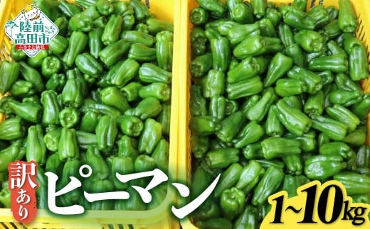 訳あり 規格外 ピーマン 内容量が選べる 約1kg〜10kg [ 不揃い 産地直送 新鮮 料理 野菜 大容量 岩手県 陸前高田市 Farm Koganeyama ]