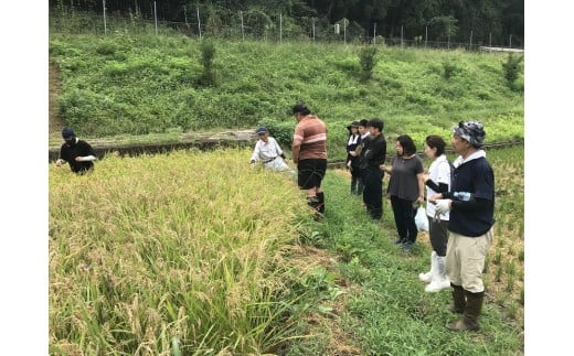 曽爾 水田サポーター制度 繋（つなぎ）稲刈りコース ​( 2026年度お申込み用 ) // 田んぼオーナー お米オーナー 景観保護 米作り 水田作業 稲刈り 交流会 玄米3kg 体験 経験 