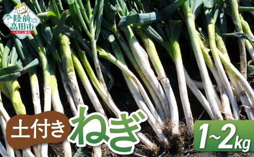 [先行予約] 長ねぎ(土付き) 内容量が選べる 約1kg / 約2kg [ ねぎ 長ネギ 白ねぎ 根深ねぎ 産地直送 新鮮 料理 野菜 岩手県 陸前高田市 ] 2025年11月下旬から発送予定