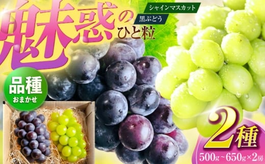 シャインマスカットと黒ぶどうのセット 各種1房ずつ(500〜650g) [五反田農園] 