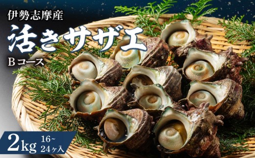 サザエ 2kg 16〜24ヶ 冷蔵 新鮮 海鮮 海産物 魚介 魚貝 活きサザエ 栄螺 貝 刺身 刺し身 お造り つぼ焼き 壺焼き グリル BBQ バーベキュー キャンプ 夏 ギフト 贈り物 三重 伊勢 志摩 南伊勢町 山金商店 活きサザエBコース