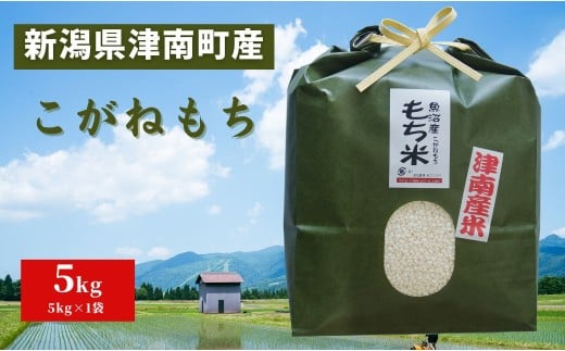 津南産 こがね餅米 5kg×1袋 新潟県 津南町