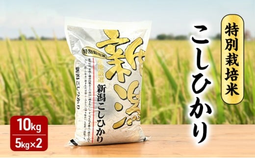 【10月上旬より順次出荷】 令和7年産 米 特別栽培米こしひかり 白米 10kg（5kg×2）　お米 特別栽培米 精米 白米 こしひかり コシヒカリ 10キロ ご飯 ごはん おにぎり 新潟県産 上越産 新潟県 上越市 1727391 - 新潟県上越市