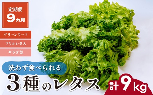 【定期便9ヵ月】 <洗わず食べられる・室内水耕栽培> 3種のレタス 1回1kg(500g×2袋)×9ヵ月 | レタス 野菜 大容量 新鮮レタス オーガニック野菜 無農薬 野菜直送 フレッシュ サラダ サラダ用野菜 健康志向 こだわり フレッシュ 産地直送 食品ギフト セット 緑黄色野菜 新鮮 安心野菜 旬 低カロリー レタスボウル カロテン 定期便 スマイル農場 埼玉県 東松山市 2101678 - 埼玉県東松山市