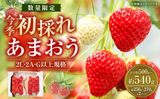 今季初採れ あまおう 2パック 約500〜540g [数量限定] [2025年12月上旬〜2026年1月下旬発送予定] 苺 いちご 果物 果実 フルーツ 国産 九州 福岡県 香春町 冷蔵
