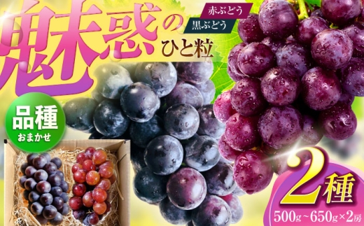 赤ぶどうと黒ぶどうのおまかせ2種セット(500〜650g)[五反田農園] 