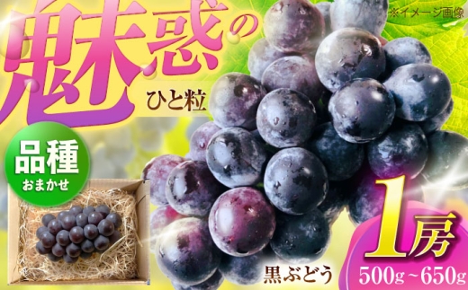おまかせ黒ぶどう 1房(500〜650g) [五反田農園] 