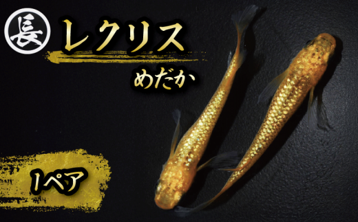 129-3 魚介 魚類 魚 レクリス 1ペア めだか 飼育 おすすめ 水槽 インテリア 生物 鑑賞 美 静岡県 牧之原市 丸長 734597 - 静岡県牧之原市