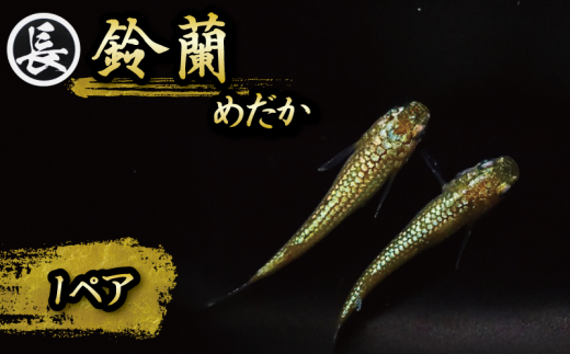 129-7 魚介 魚類 魚 鈴蘭 スズラン 1ペア めだか 飼育 おすすめ 水槽 インテリア 生物 鑑賞 美 静岡県 牧之原市 丸長 735622 - 静岡県牧之原市