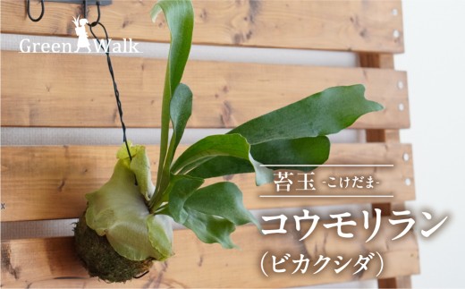 コウモリラン（ビカクシダ） 苔玉 インテリア 緑 グリーン 植物 簡単 初心者 かわいい 自然 おしゃれ 送料無料 Green Walk グリーンウォーク 愛知県 豊橋市 2102250 - 愛知県豊橋市