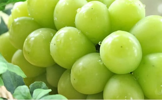 ぶどう「大人気のシャインマスカット」と旬のぶどうセット 3kg　※沖縄・離島への配送不可　※2025年9月上旬～9月下旬頃に順次発送予定