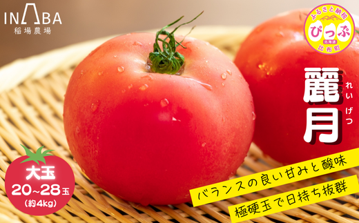 「麗月」れいげつ 大玉 20～28玉 約4kg【稲場農場】トマト とまと 野菜 甘み 酸味 濃厚 ジューシー 産地直送 北海道 比布町 ぴっぷ 1024-002 1437363 - 北海道比布町