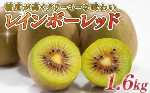 キウイ 1.6kg フルーツ 果物 スイーツ レインボーレッド キウイ きうい レインボー レッド キウイ 産地直送 くだもの デザート ギフト プレゼント 贈答 国産 落合農園 静岡県 牧之原市 1018961 - 静岡県牧之原市