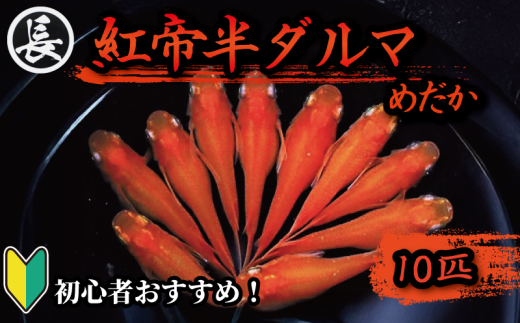 129-5 魚介 魚類 魚 紅帝半ダルマ 10匹 めだか 飼育 初心者 おすすめ 水槽 インテリア 生物 鑑賞 美 静岡県 牧之原市 丸長 735621 - 静岡県牧之原市
