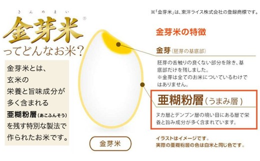 2025年8月出荷 ／【 金芽米 】つくばみらい市産 コシヒカリ 10kg